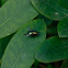 Green Bottle