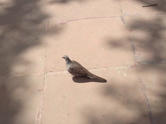 Spotting Image 1