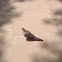Spotted Dove
