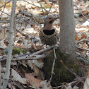 Northern Flicker