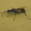 Grass-carying Wasp