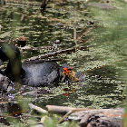 American Coot chick