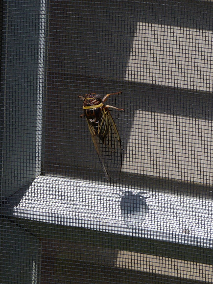 Spotting Image 1