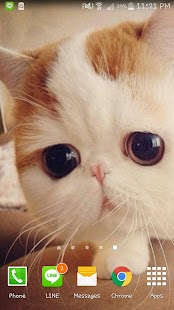 How to get Scottish fold wallpaper 2015 lastet apk for pc