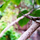 grasshopper