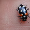 Red-shouldered Ladybeetle