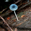 Pixie's Parasol