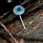 Pixie's Parasol