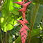 Heliconia
