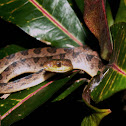 Northern cat-eye or False fer-de lance