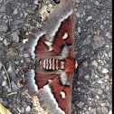 Columbia Silkmoth