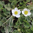 Himalayan Thimbleweed/ ratanjot