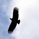 Vulture