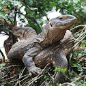 Tanzanian White-throated Monitor