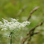 Queen Anne's Lace