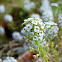 Sweet alyssum