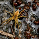 Sixspotted Fishing Spider