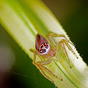 Two Striped Jumping Spider (Female)