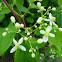 Virgin's Bower