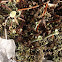Trumpet Lichen