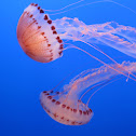 Pacific Sea Nettle