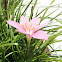 Pink rain lilly