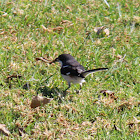 Common Fiscal (Shrike)
