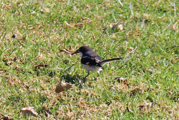 Spotting Image 1