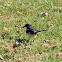 Common Fiscal (Shrike)