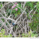 Superb Fairy-wren