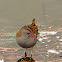 Rascón (Water rail)