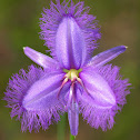 Fringe lily