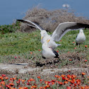 Western Gull