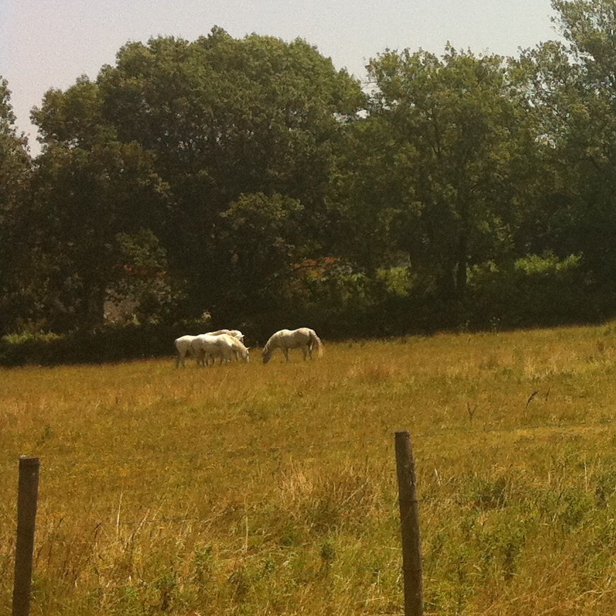 Horse