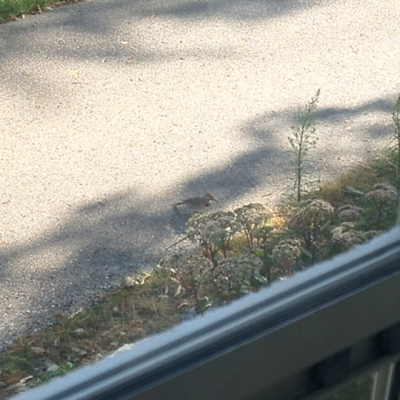 Spotting Image 1