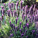 Lavender (Sivka)