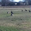 Canadian geese