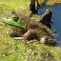 Bullfrog
