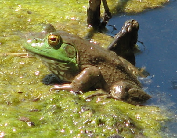 Spotting Image 1