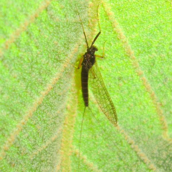 Black mayfly Project Noah