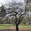Cockspur Hawthorn
