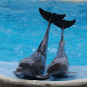 Atlantic Bottlenose Dolphin