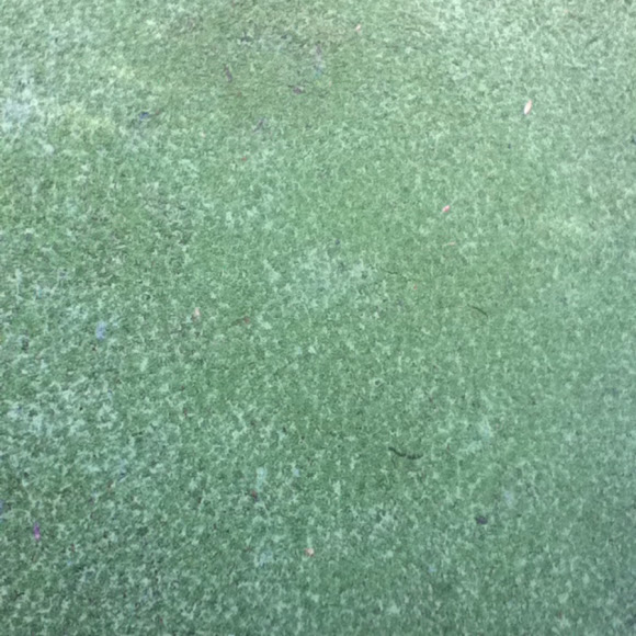 Spotting Image 1