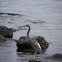 Tricolored Heron
