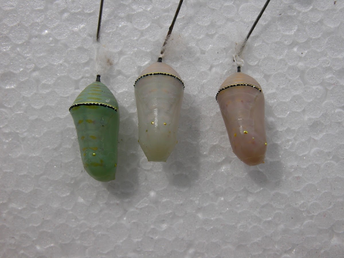 Queen butterfly chrysalis 3 different colors! Arachnoboards
