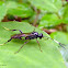 Ichneumon wasp