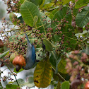 Viuda, tangara azuleja --   Blue Gray Tanager