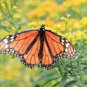 Monarch