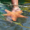 red cushion sea star