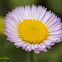 Seaside Daisy